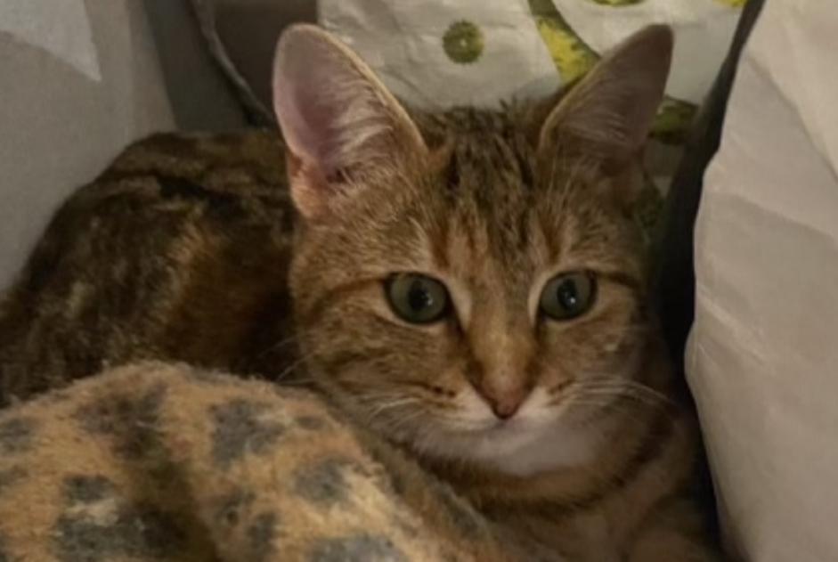 Vermisstmeldung Katze Weiblich , 3 jahre Mouen Frankreich