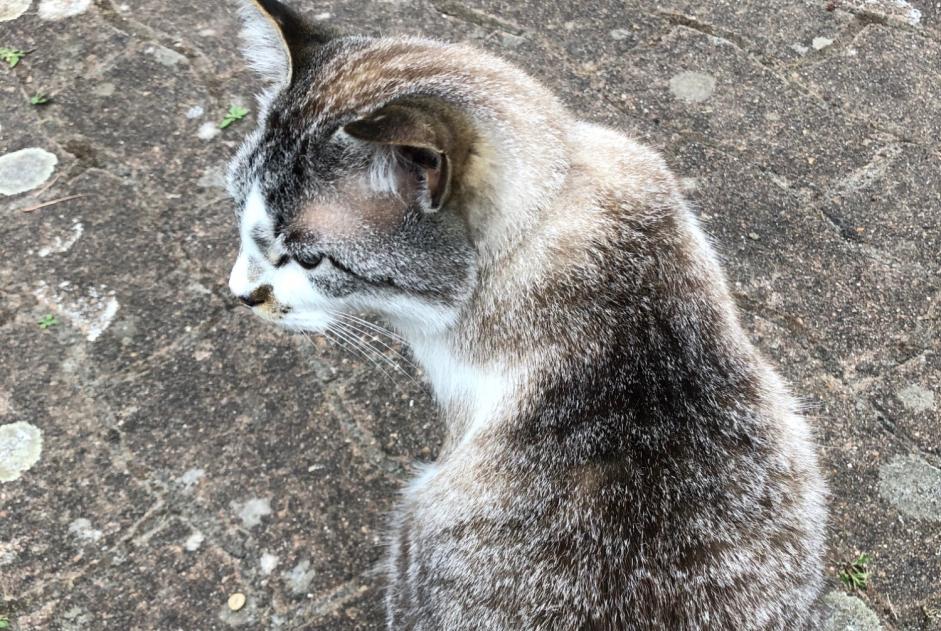 Vermisstmeldung Katze rassenmischung Männliche , 4 jahre Le Lesme Frankreich