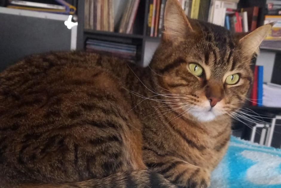 Vermisstmeldung Katze  Männliche , 5 jahre Hasparren Frankreich