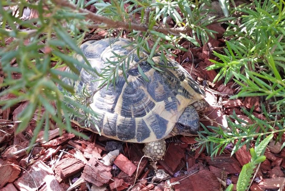 Fundmeldung Schildkröte Unbekannt Trouillas Frankreich