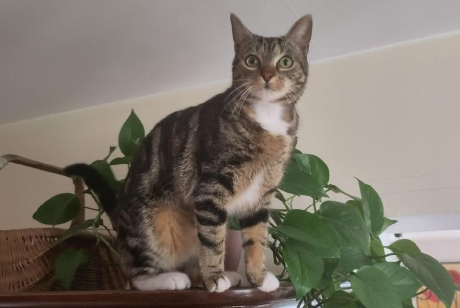 Disappearance alert Cat  Female , 1 years Vernon France