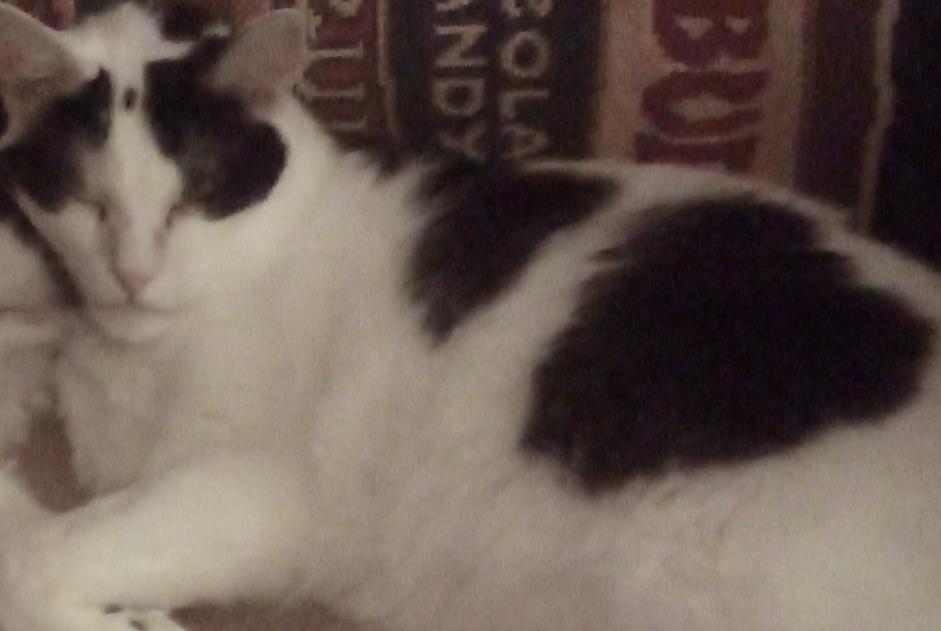 Disappearance alert Cat miscegenation Male , 11 years Douai France