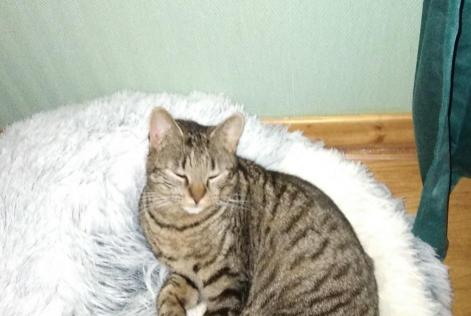 Alerta de Desaparición Gato  Macho , 2 años Saint-Pourçain-sur-Besbre Francia