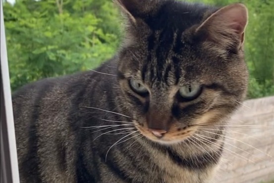 Alerta de Desaparición Gato  Macho , 4 años Châteauneuf-sur-Loire Francia