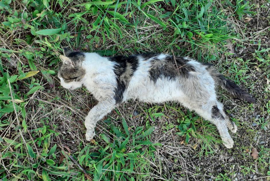 Alerta de Hallazgo Gato Desconocido Beuvron-en-Auge Francia