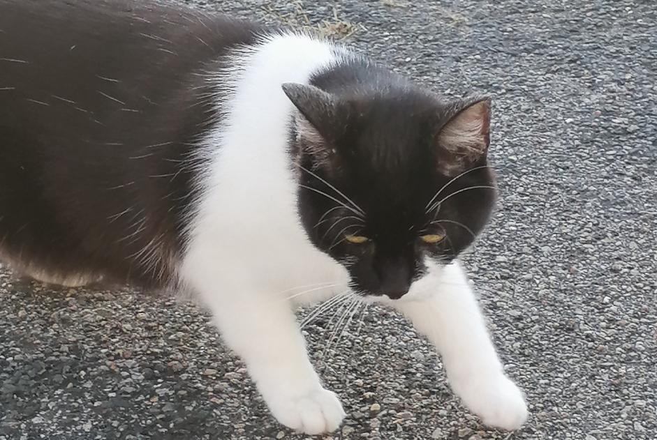 Alerta de Hallazgo Gato Hembra , 1 año La Chapelle-Saint-Mesmin Francia