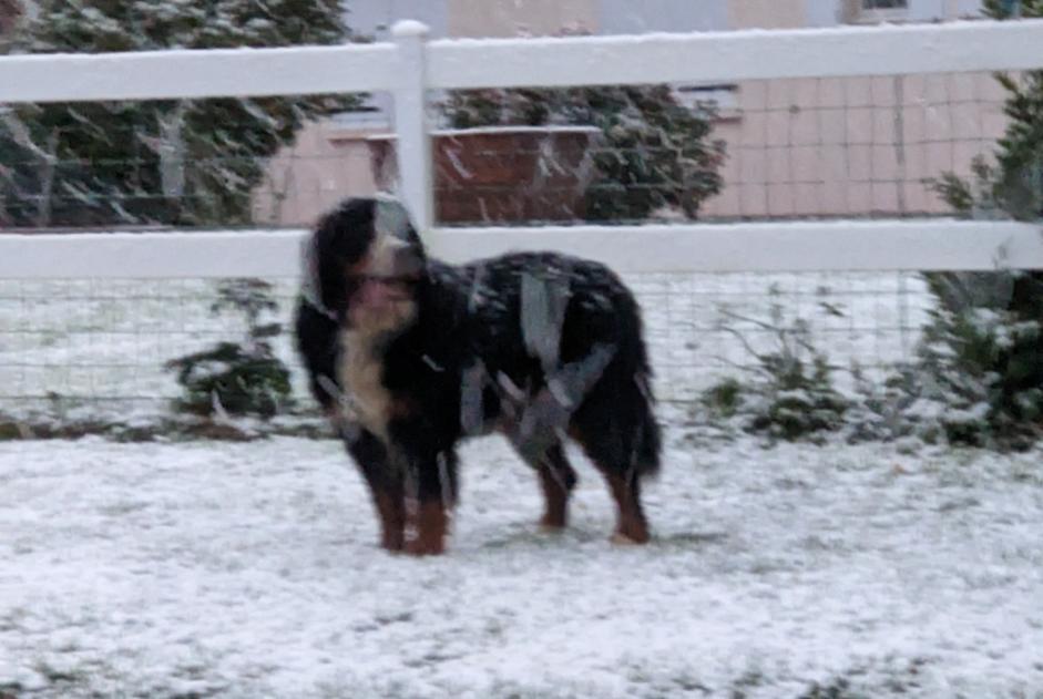 Alerte Découverte Chien  Inconnu , 4 ans Ellon France