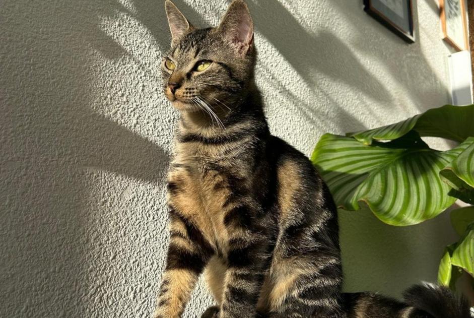 Avviso scomparsa Gatto  Femmina , 2 anni Chécy Francia