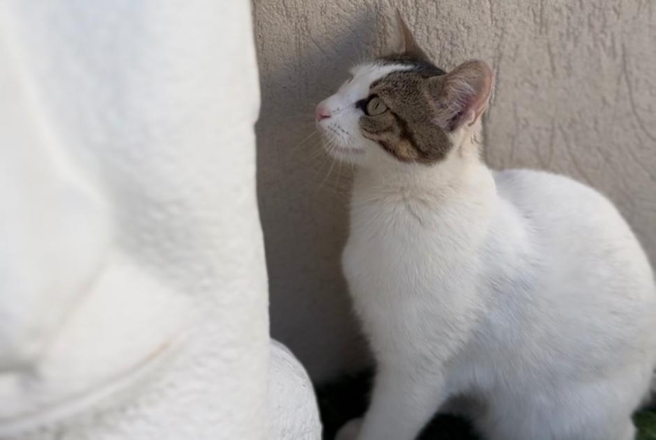 Avviso scomparsa Gatto incrocio di razze Femmina , 2 anni Pignans Francia