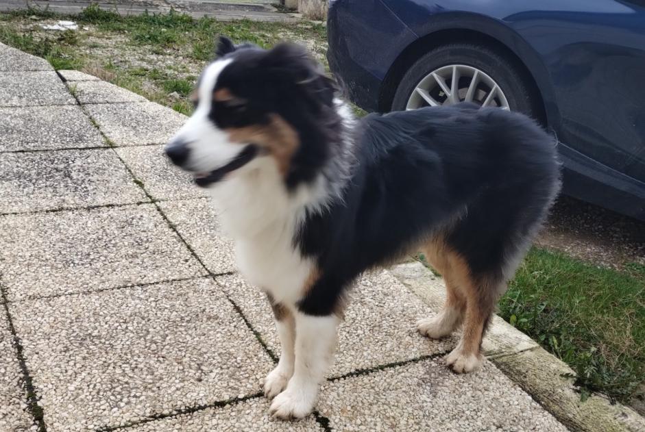 Ontdekkingsalarm Hond  Onbekend Blainville-sur-Orne Frankrijk