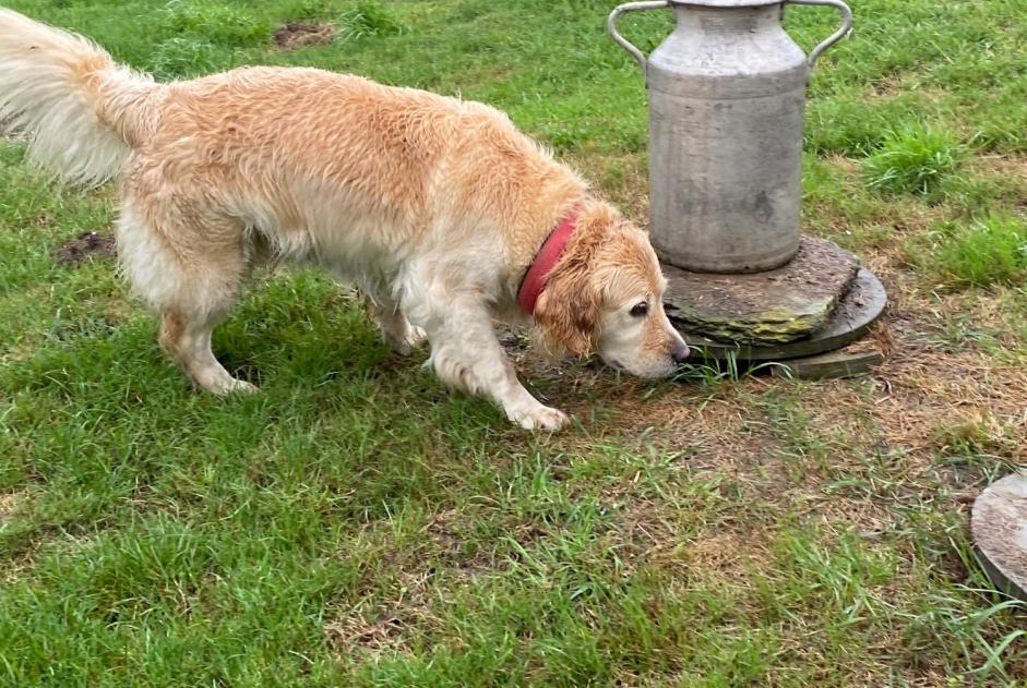 Alerta descoberta Cão  Fêmea Chouain France